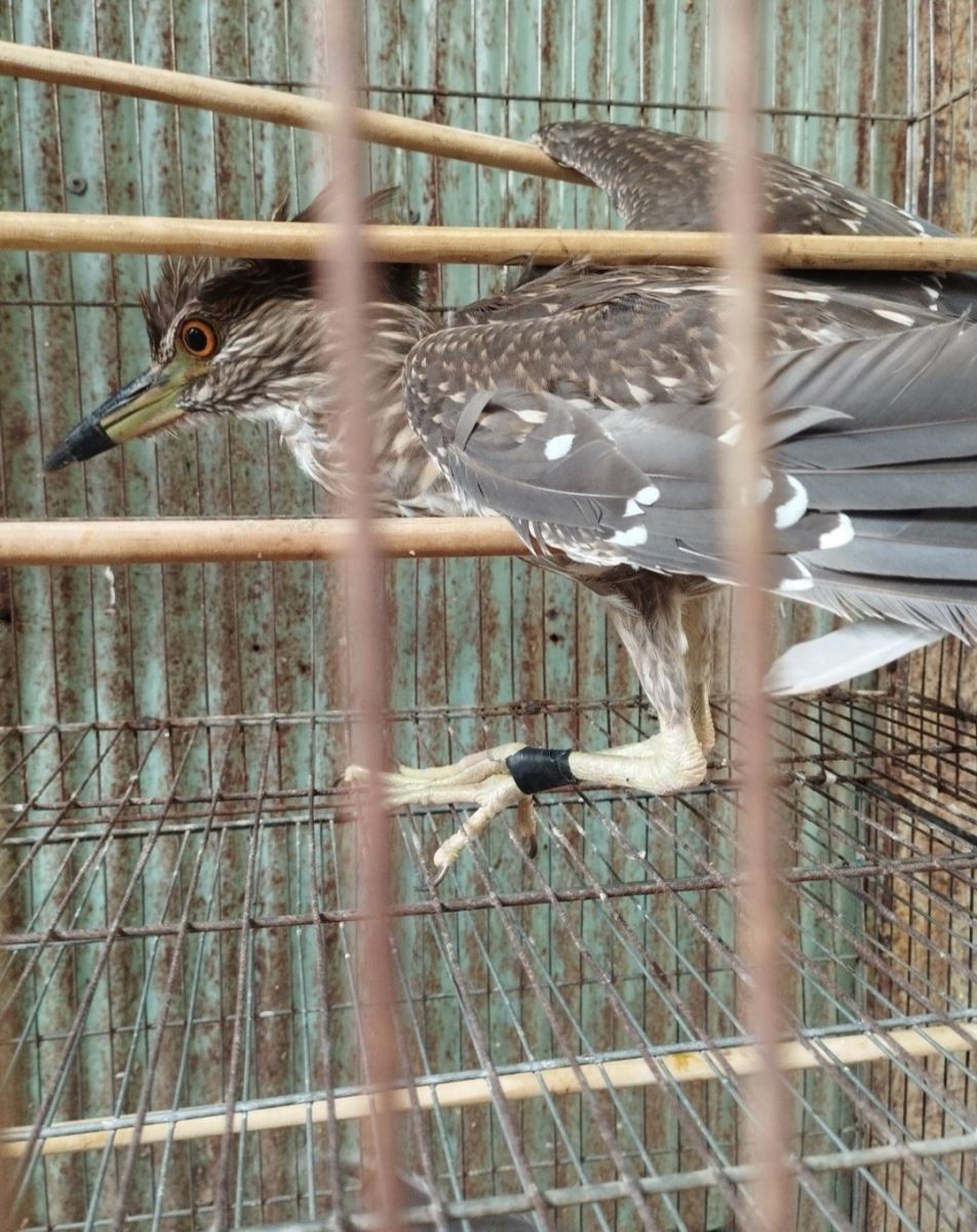 “Chợ chim” Thạnh Hóa, Long An: Các tổ chức bảo vệ động vật lên tiếng