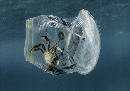Rác thải nhựa gây tác hại nghiêm trọng đến nhiều loài sinh vật, đặc biệt là các loài sinh vật biển
